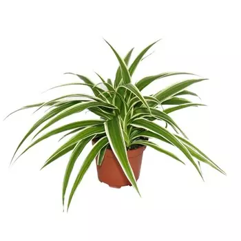 Хлорофитум Gk chlorophytum mix 11/30 tr