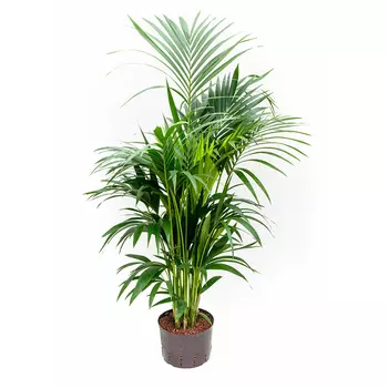 Ховея Orangery howea fosteriana 27/180