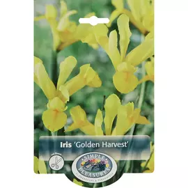 Ирис Simple Pleasures Golden Harvest 10 шт