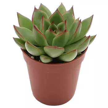 Эхеверия Orangery echeveria miranda 8.5/10