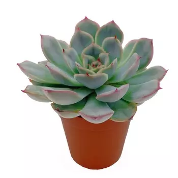 Эхеверия Orangery echeveria summer 11/15