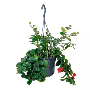 Эсхинантус Orangery aeschynanthus monalisa 15/40