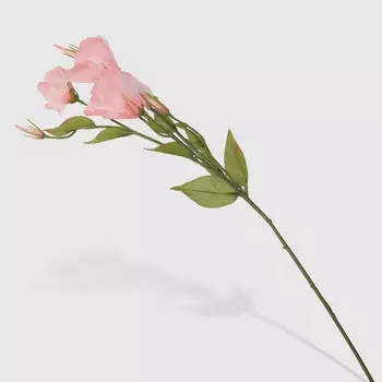 Эустома Конэко-О 39513