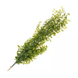 Эвкалипт ампельный 60 см Конэко-о