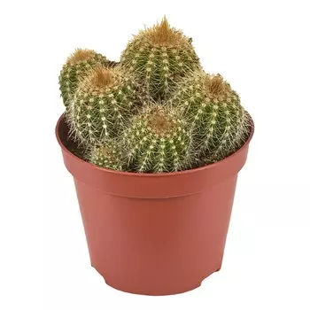 Кактус Orangery cactus mix 10/15