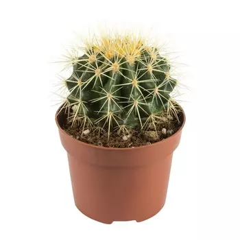 Кактус Orangery cactus mix 6.5/15