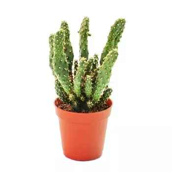 Кактус Orangery cactus mix 8.5/12