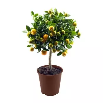 Каламондин Orangery calamondin micro.12/40 st