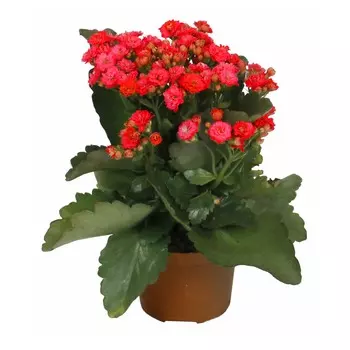 Каланхое Orangery kalan. Calandiva mix 12/20