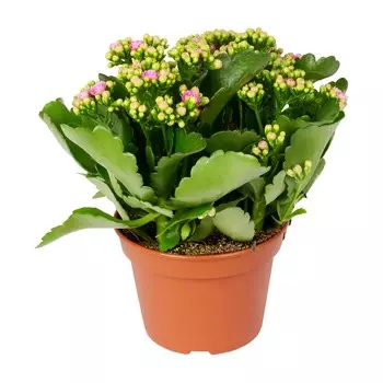 Каланхое Orangery kalanch.blos. Mix specia 9/19