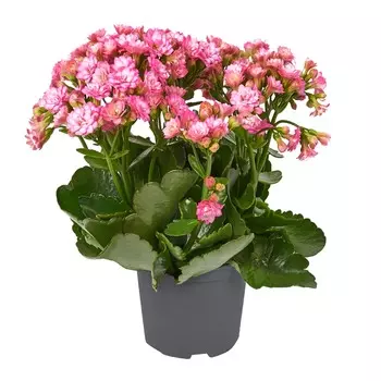 Каланхое Orangery kalanch.rosalina mix 7/10