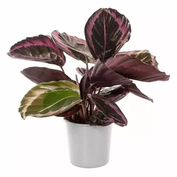 Калатея Gk calathea roseopicta 17/40 tr