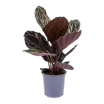 Калатея Lundager calathea roseopicta 10/40 ldg