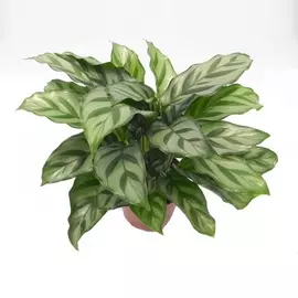 Калатея Orangery calathea fredie 12/35