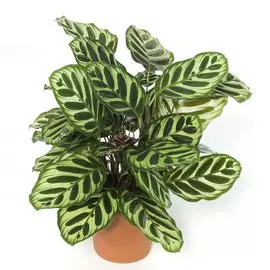 Калатея Orangery calathea makoyana 12/35