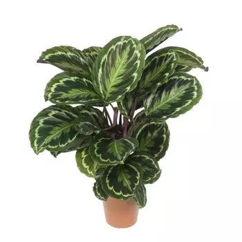 Калатея Orangery calathea medaillon 12/35