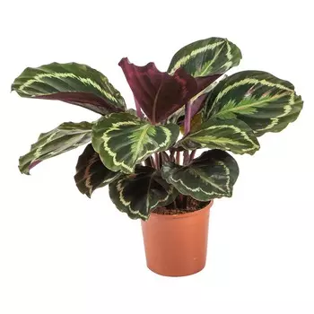 Калатея Orangery calathea medaillon 14/50