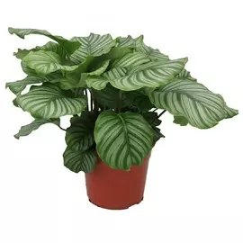 Калатея Orangery calathea orbifolia 19/70