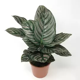 Калатея Orangery calathea ornata 21/60