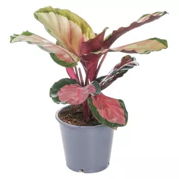 Калатея Orangery calathea ros.rosey 12/30