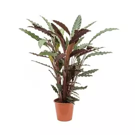 Калатея Orangery calathea ruf.wavestar 27/85