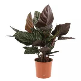 Калатея Orangery calathea sanderiana 13/45