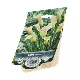 Калла Simple pleasures creme 1шт