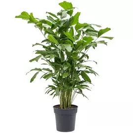 Кариота Orangery caryota mitis 24/135