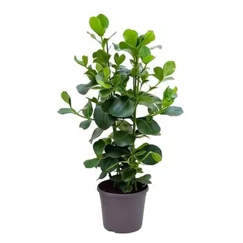 Клузия Orangery clusia rosea green magic 12/30