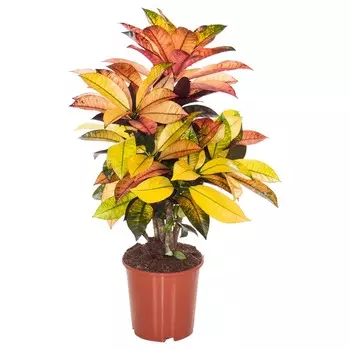 Кодиеум Orangery codiaeum var. Mrs iceton 17/55