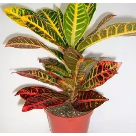 Кодиеум Orangery codiaeum var. Petra 13/40