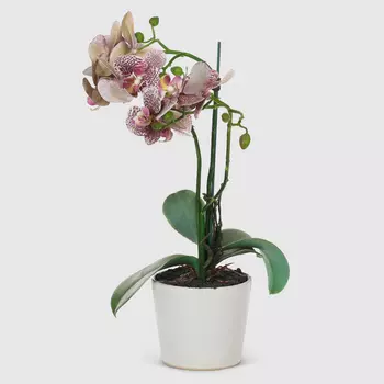 Композиция Фитопарк минисад в кашпо