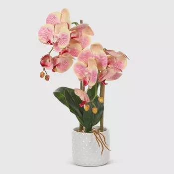 Композиция Фитопарк орхидея в кашпо