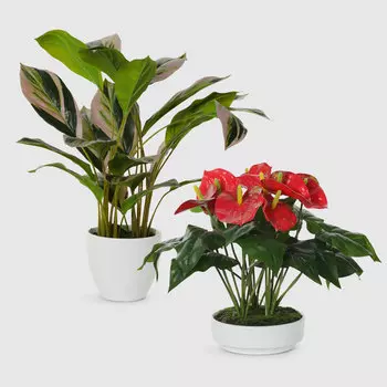 Композиция Фитопарк Тайна