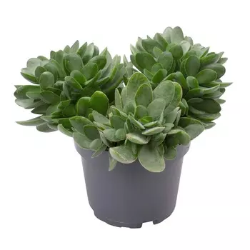 Крассула Lundager crassula money maker 6/15 ldg