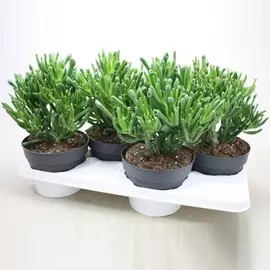 Крассула Orangery crass.ovata gollum 17/25