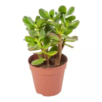 Крассула Orangery crass.stretto 5.5/10