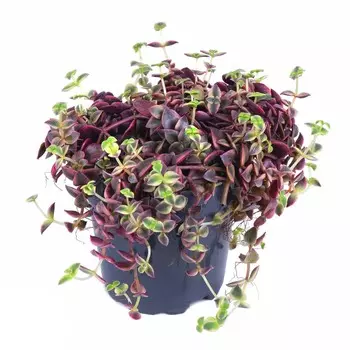 Крассула Orangery crassula marginalis 12/20