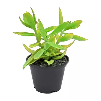 Крассула Orangery crassula on fire 9/15