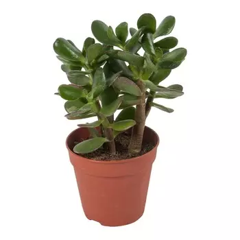 Крассула Orangery crassula ovata 17/30