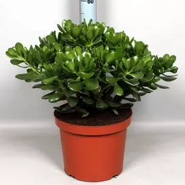Крассула Orangery crassula ovata 30/70