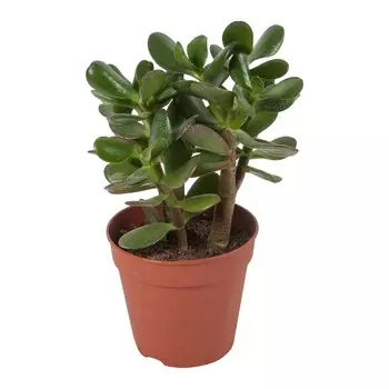 Крассула Orangery crassula ovata 6/10