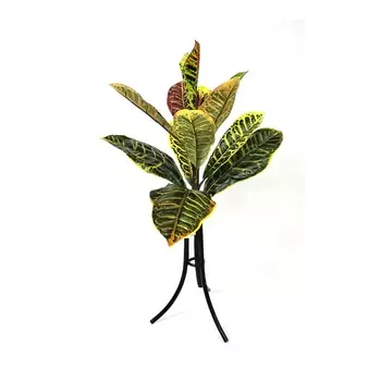 Кротон-куст Конэко-О 56 см