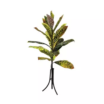 Кротон-куст Конэко-О 96 см