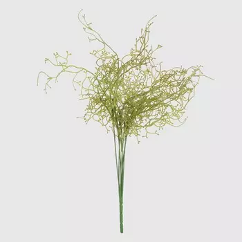 Куст аспарагус Конэко-О 52014