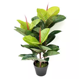 Куст фикуса пластиковом кашпо. 80 см Конэко-О