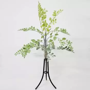 Куст садовый Конэко-О 60 см