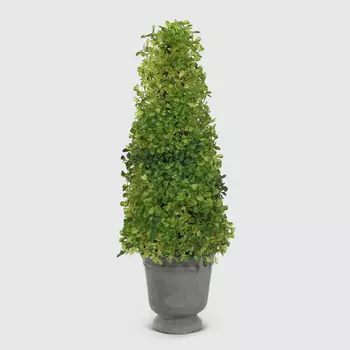 Куст вереска Конэко-О в кашпо