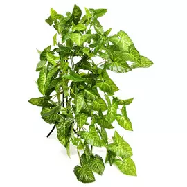 Лиана сингониум. 147 листов Конэко-О