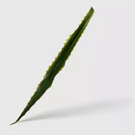 Лист Edg agave 89 см